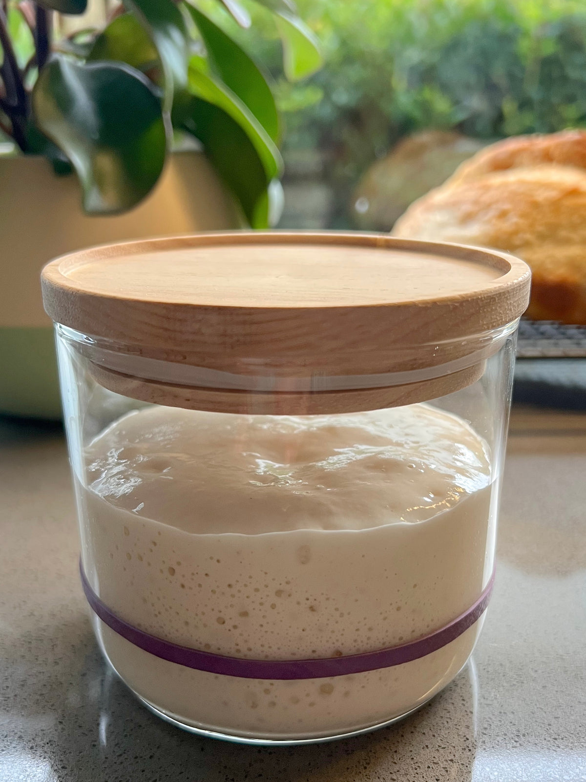 Dehydrated Sourdough Starter Flakes
